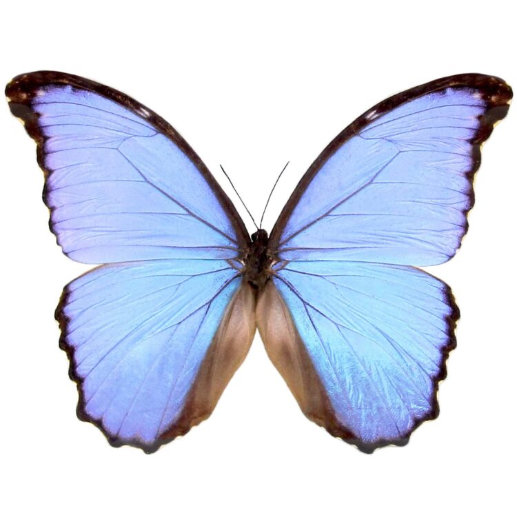 Morpho godarti asarpai 