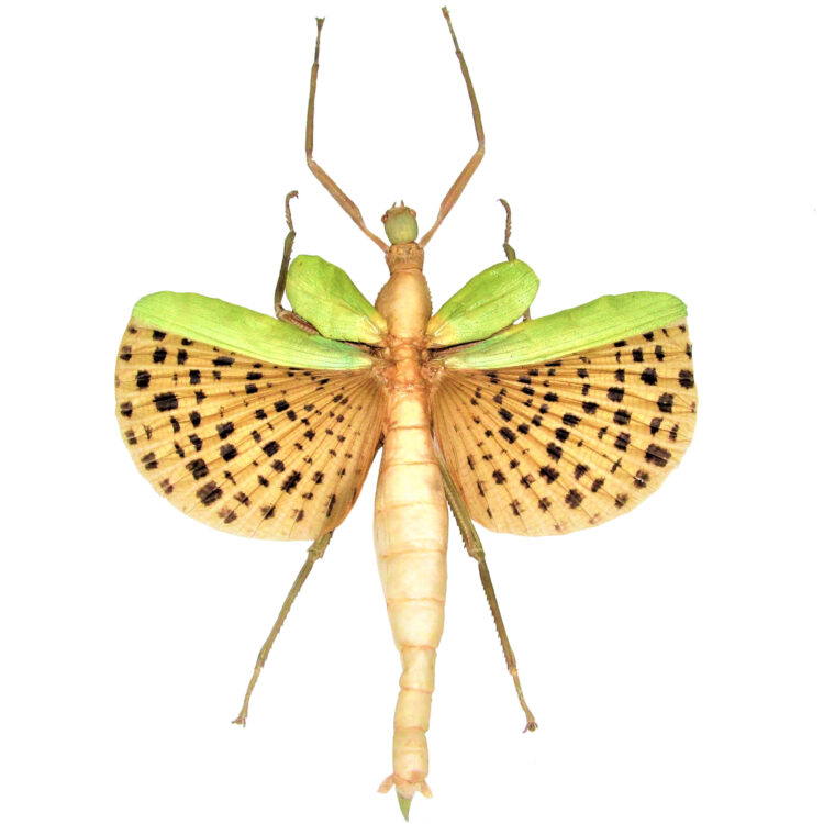 Paracyphocrania major green spotted stick bug Indonesia