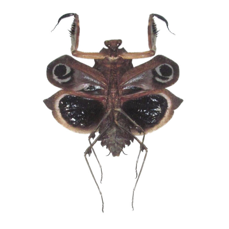Deroplatys dessicata FEMALE "Giant Dead Leaf praying mantis" Malaysia