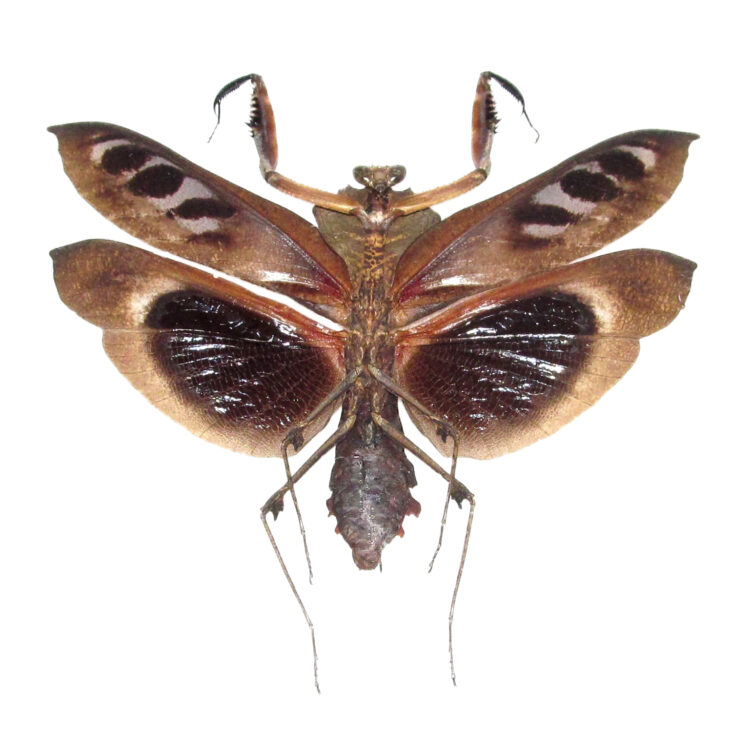 Deroplatys dessicata MALE "Giant Dead Leaf praying mantis" Malaysia