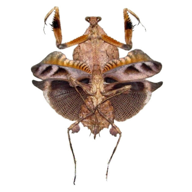 Deroplatys lobata FEMALE "Southeast Asian Dead Leaf praying mantis" Malaysia