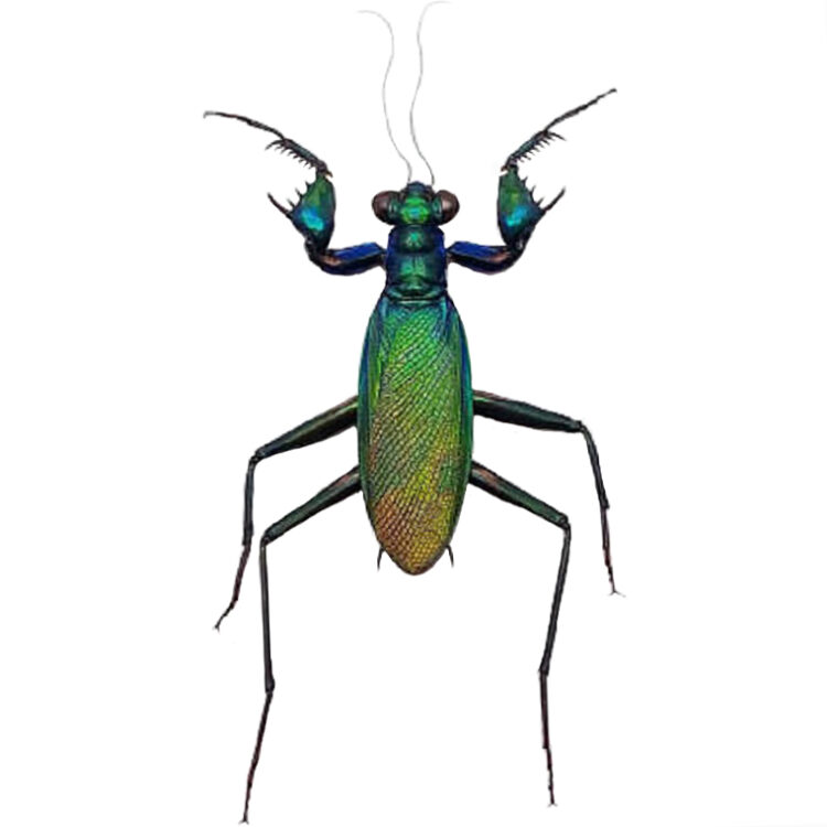 Metallyticus splendidus FEMALE blue green orange praying mantis Malaysia RARE