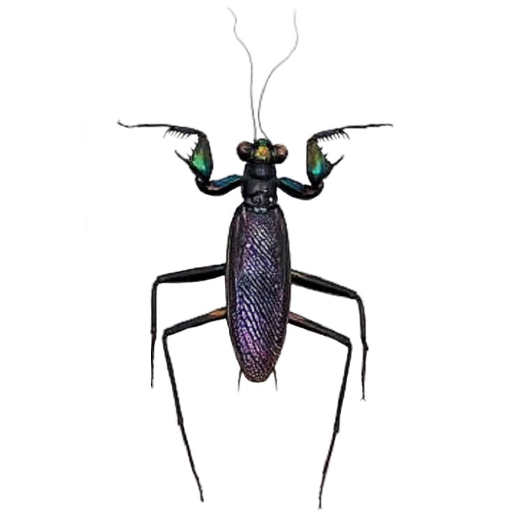 Metallyticus splendidus MALE blue green purple praying mantis Malaysia RARE