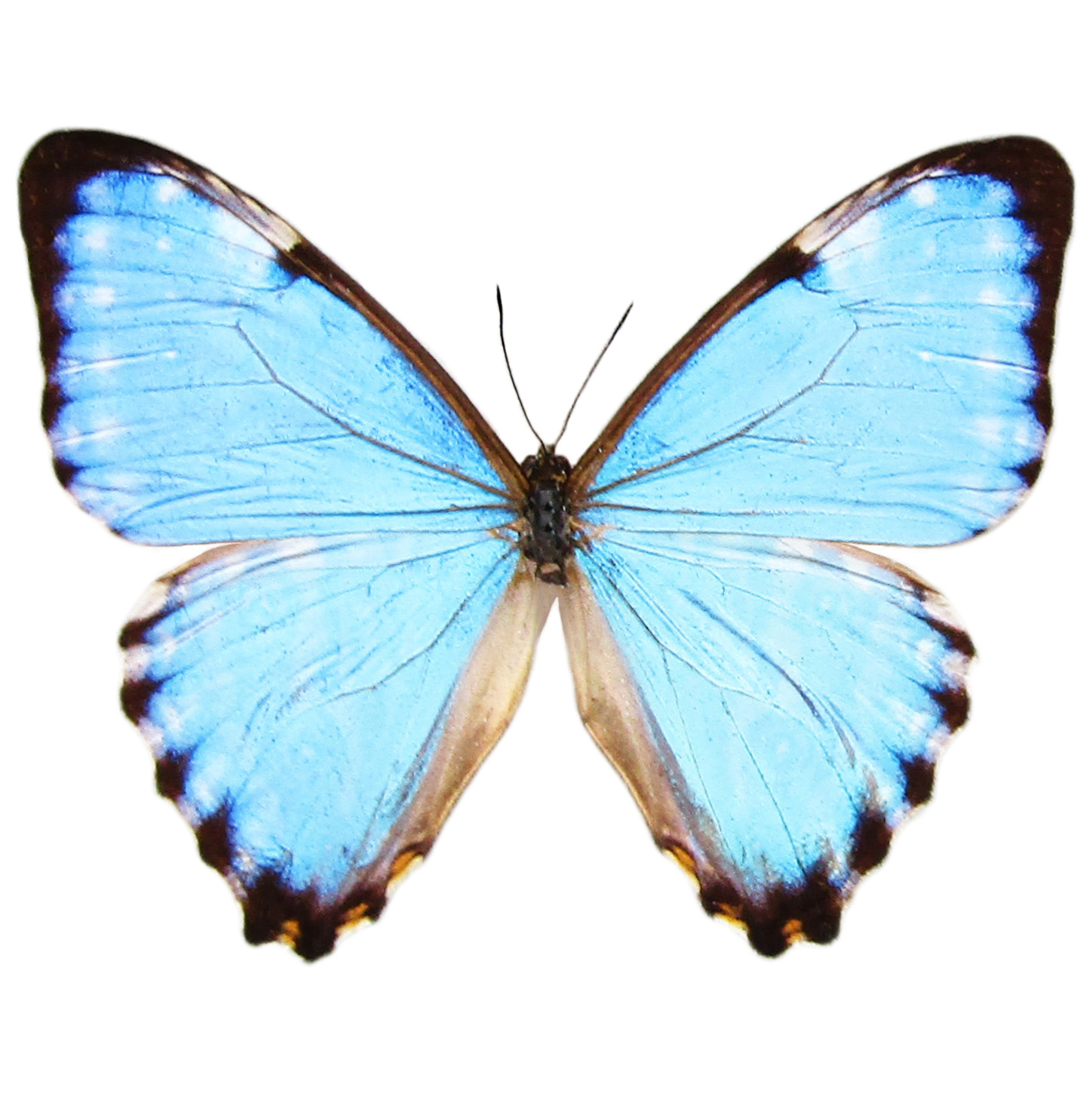 Morpho portis blue butterfly Argentina for sale - BicBugs