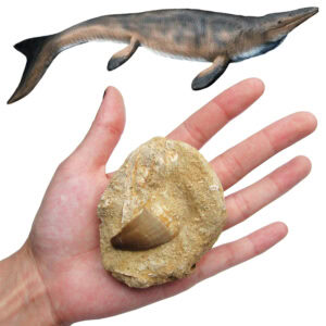 Mosasaur extinct reptile tooth preserved in rock authentic fossil specimen 70 million years old