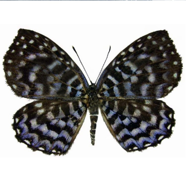 Napaea heteroea blue purple riodinid Peru