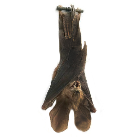 Nycteris javanica rabbit ears hanging bat Indonesia