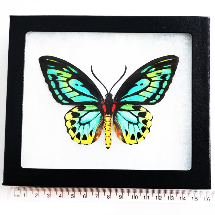 priamus Archives - BicBugs