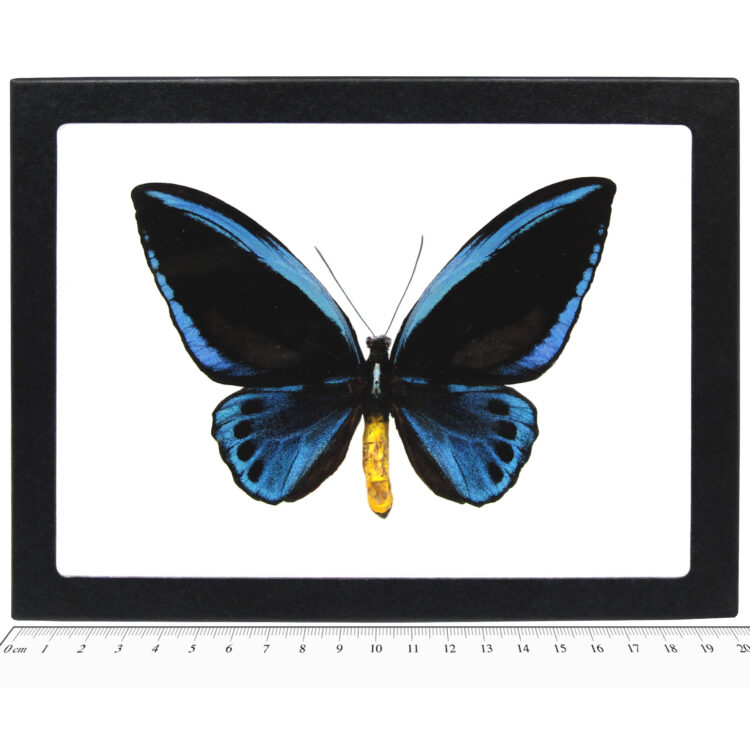 Ornithoptera urvillianus MALE "Priam's Blue Birdwing" blue black butterfly Solomon Islands RARE (CIRS)