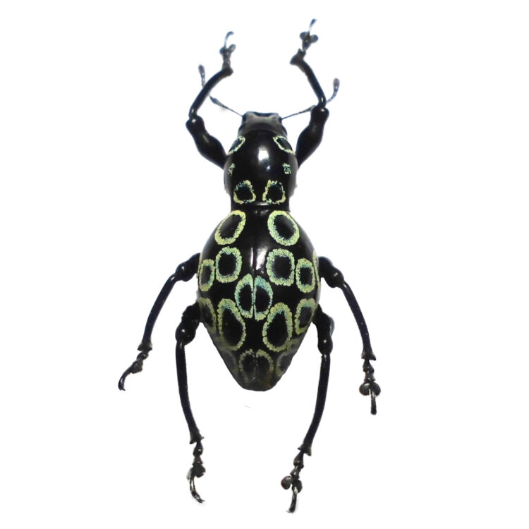 Pachyrrhynchus ocellatus blue green form weevil beetle Philippines