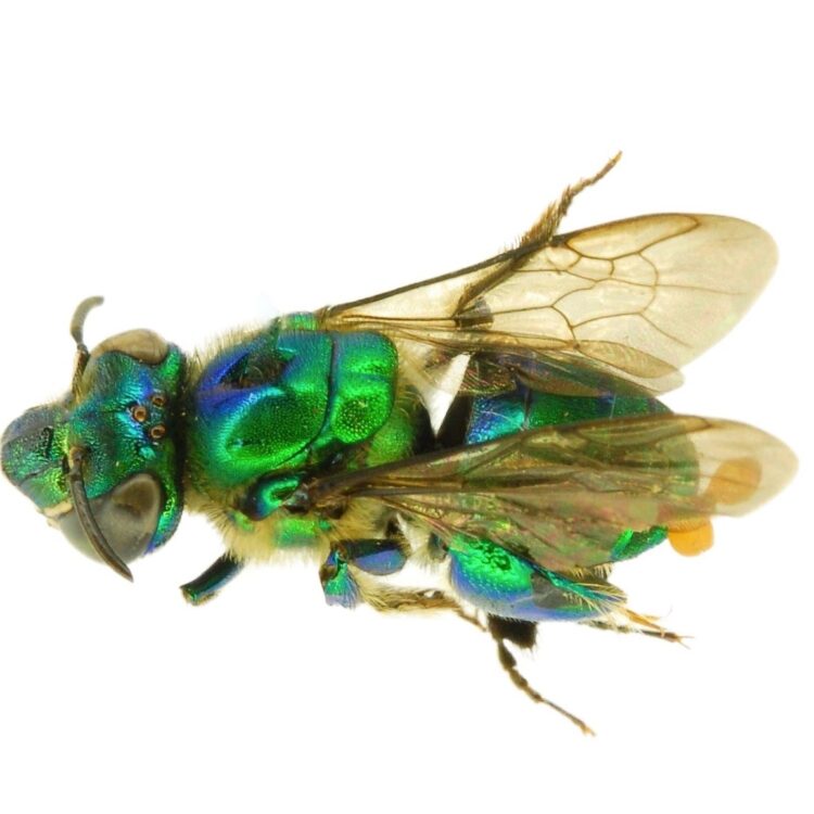 Euglossini green orchid bee Central America