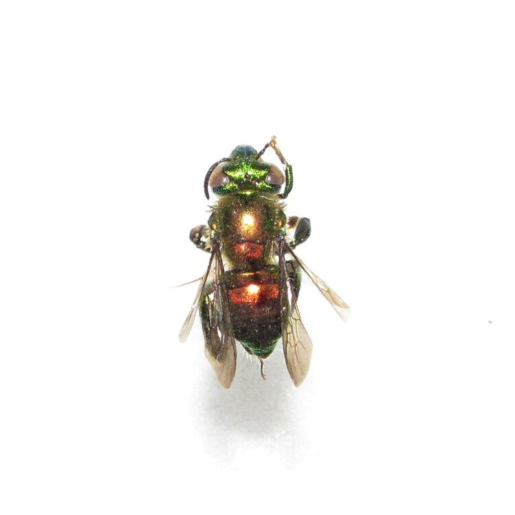 Euglossini red orchid bee Central America