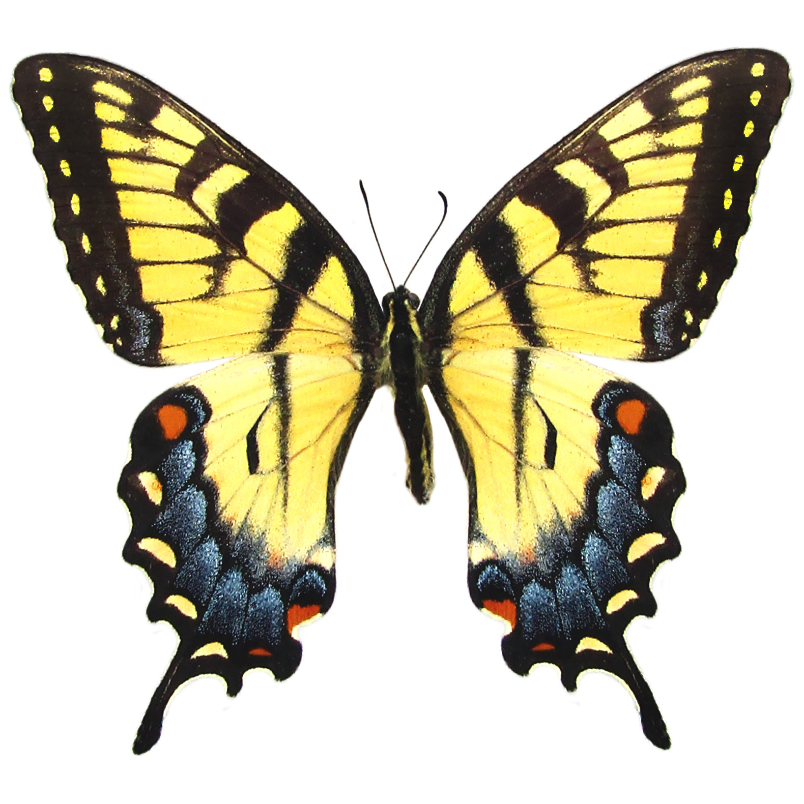 BicBugs Papilio glaucus FEMALE 