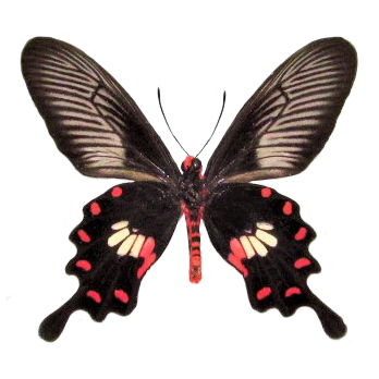 Pachliopta aristolochiae VERSO "Common Rose Swallowtail" pink red black butterfly Malaysia