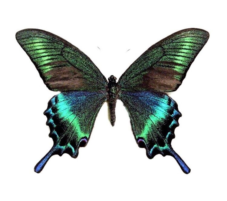 Papilio maacki SPRING FORM "Alpine Black Swallowtail" blue green butterfly China