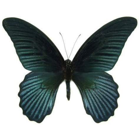 Papilio memnon agenor "Great Mormon" blue black butterfly Malaysia