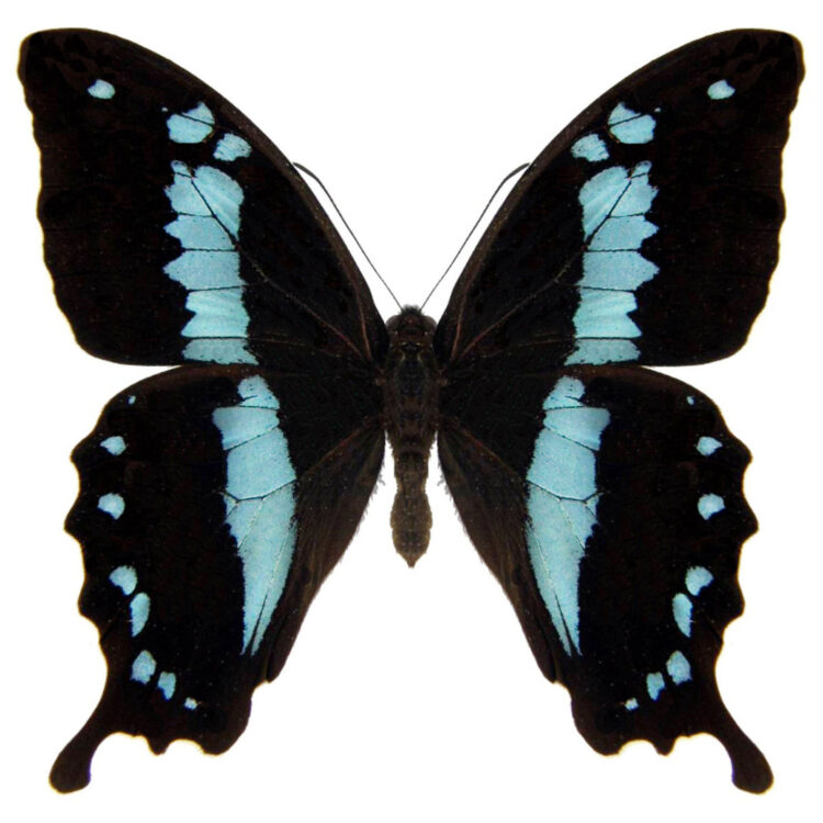 Papilio oribazus swallowtail blue black butterfly Madagascar Africa