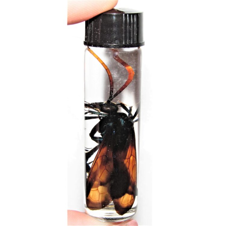 Arizona Pepsis formosa tarantula hawk wasp orange red wings wet specimen