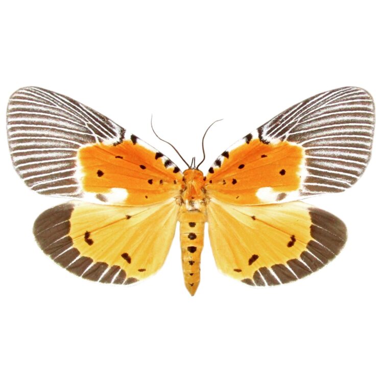 Peridrome orbicularis FEMALE "Broad-Winged Tiger moth" gold day flying moth Borneo (CIRS)