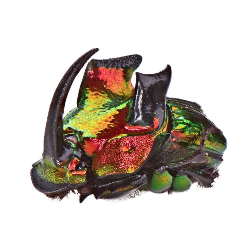 Phanaeus demon MALE scarab beetle red form Guatemala