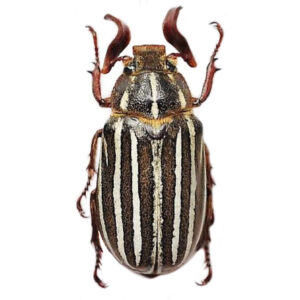 Polyphylla 10 lined june bug scarab beetle Arizona USA