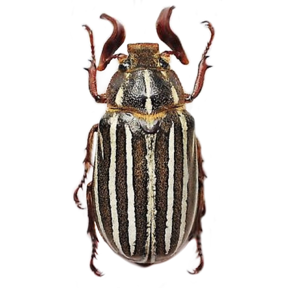 その他 Abao beetle dede African Scarab Beetle (Pachnoda fissipunctum) - Joel Sartore