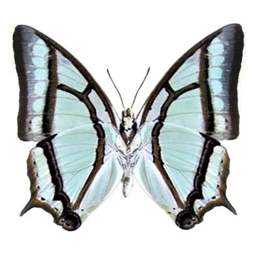 Polyura narcaea "Chinese Nawab" blue green butterfly verso China