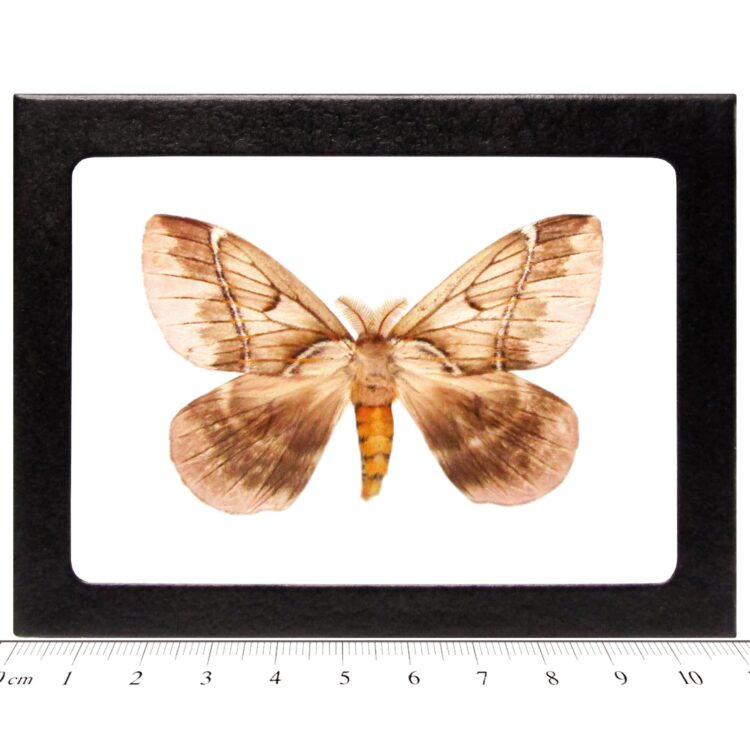 Pseudodirphia eumedide saturn moth French Guiana (CIRS)