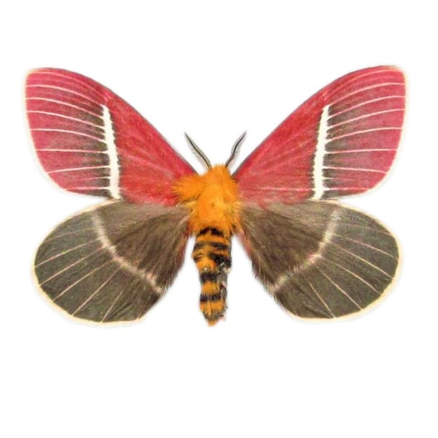 Pseudodirphia menander pink saturn moth Costa Rica (CIRS)