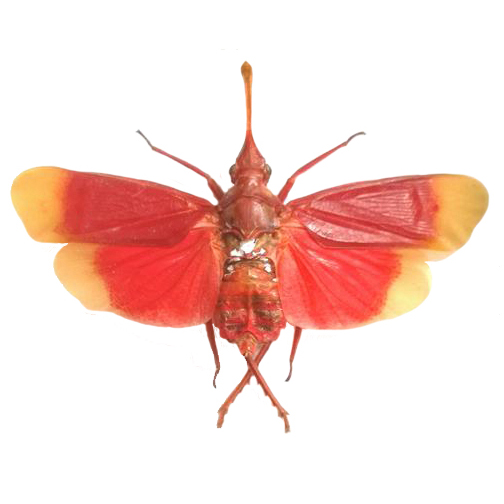 Pyrops hamdjahi "Blood-Red lanternfly" red pink leaf hopper Indonesia