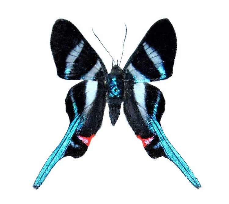 Rhetus arcius "Long-Tailed Metalmark" blue black white red butterfly Peru