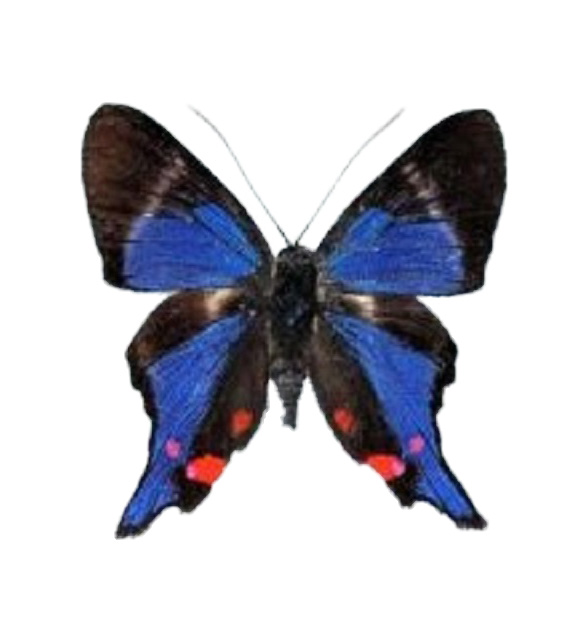 Rhetus periander "Periander Metalmark" blue black red butterfly Peru