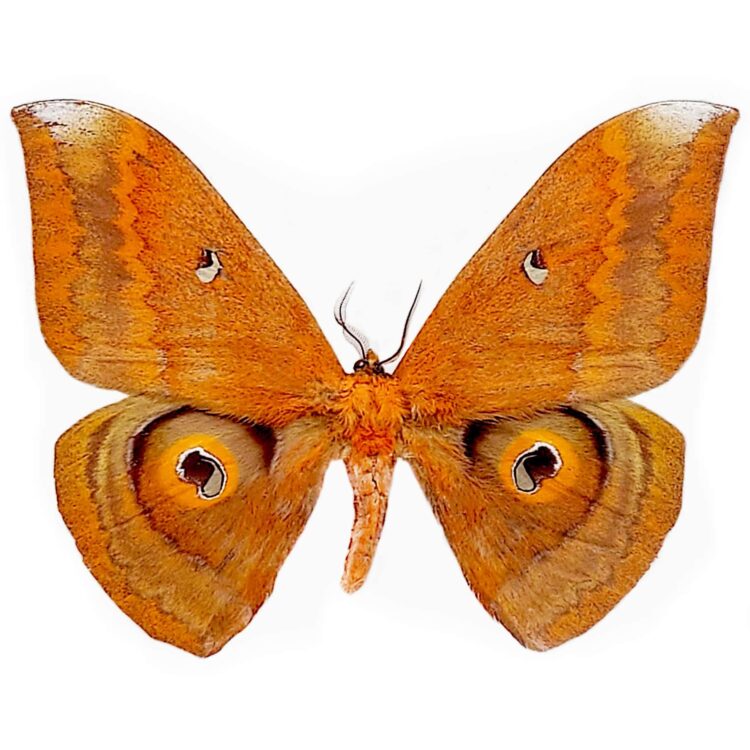 Salassa thespis orange saturn moth Thailand