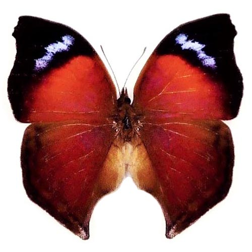 Salamis anteva "Madagascar Emperor" red black butterfly Madagascar