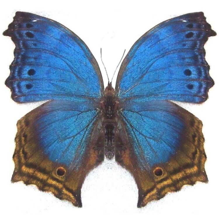 Salamis temora blue butterfly Africa (CIRS)