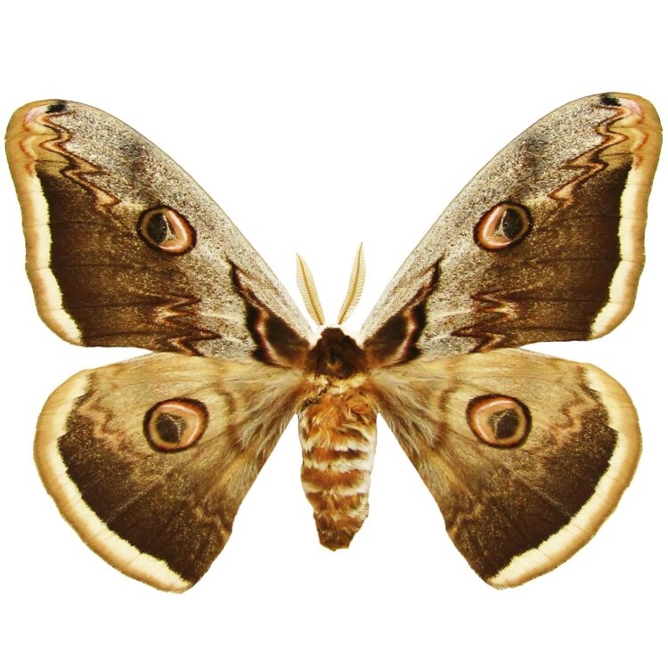 Saturnia pyri bark mimic saturn moth Europe