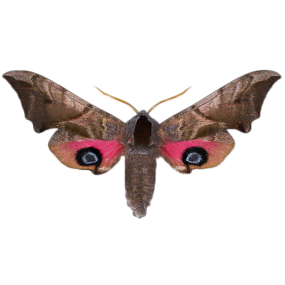 Smerinthus saliceti pink twin eyed sphinx moth Arizona USA