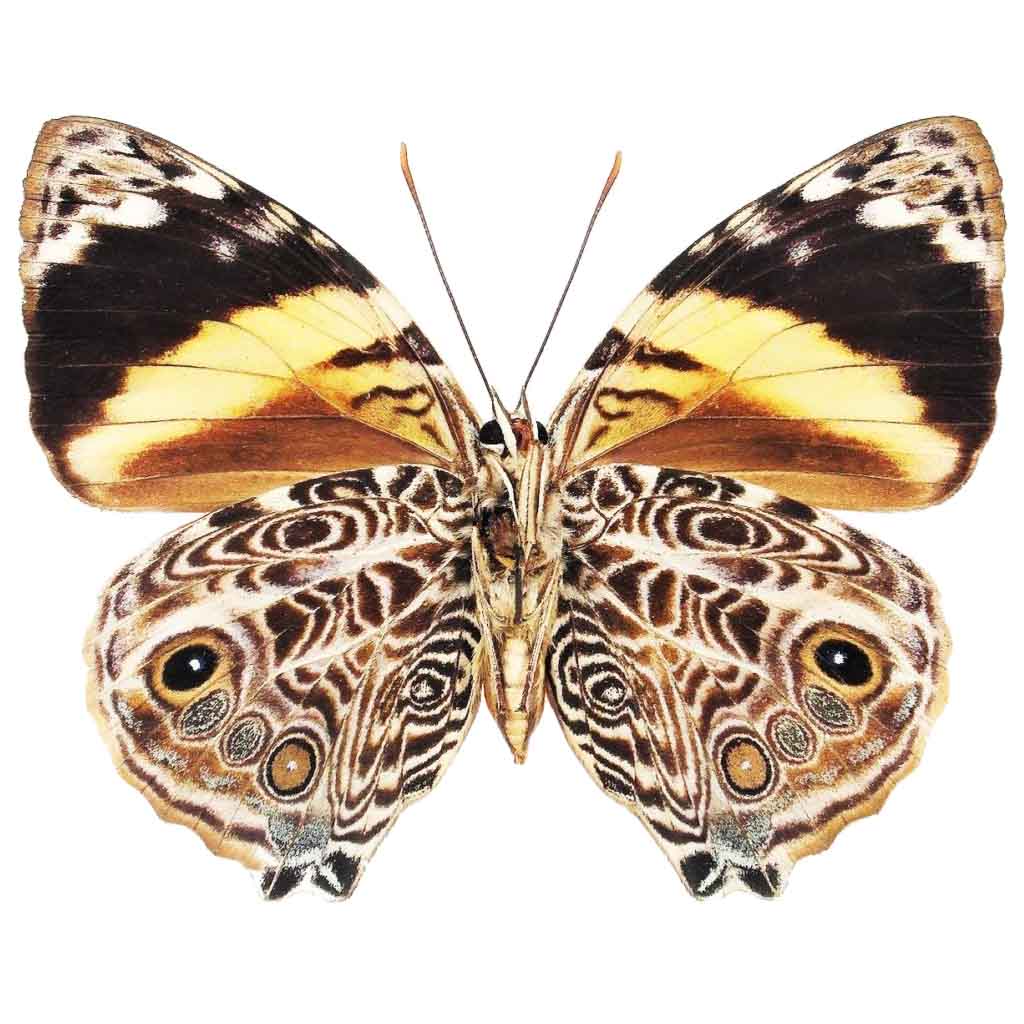 Smyrna blomfildia "Blomfild's Beauty" black white butterfly verso Peru