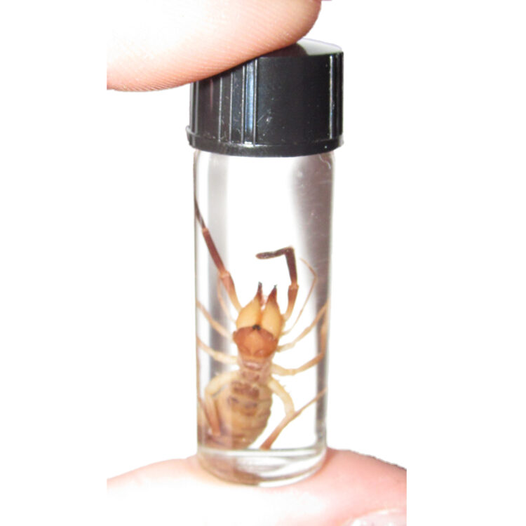 Solifugid sun spider camel spider wet specimen Arizona USA
