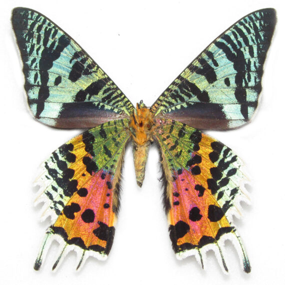 Urania ripheus VERSO "Sunset moth" green pink orange black Madagascar