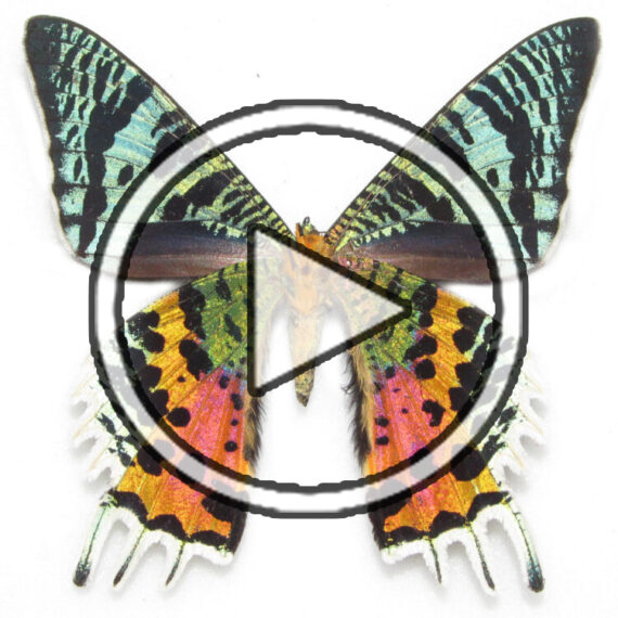 Urania ripheus VERSO "Sunset moth" green pink orange black Madagascar