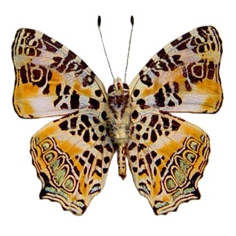 Symbrenthia hypselis "Spotted Jester" orange butterfly verso China