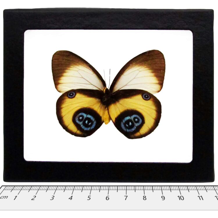 Taenaris bioculatus owl mimic blue eyed butterfly Indonesia (CIRS)