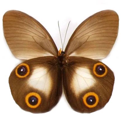 Taenaris urania owl mimic eyed butterfly Indonesia (CIRS)