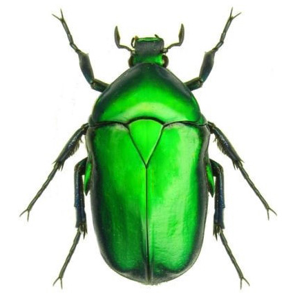 Torynorrhina flammea GREEN FORM "flower chafer beetle" scarab Thailand