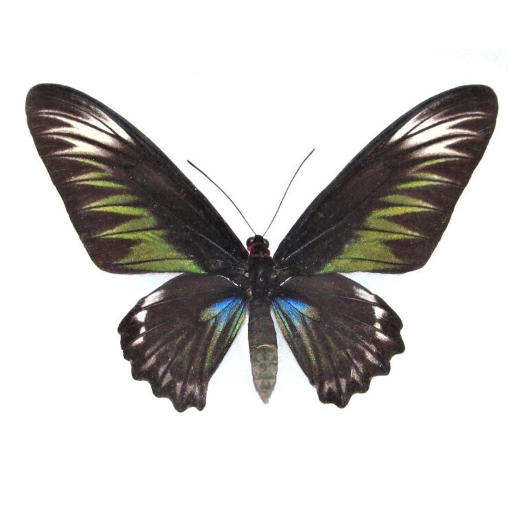Trogonoptera brookiana FEMALE "Rajah Brooke's Birdwing" blue green black butterfly Indonesia