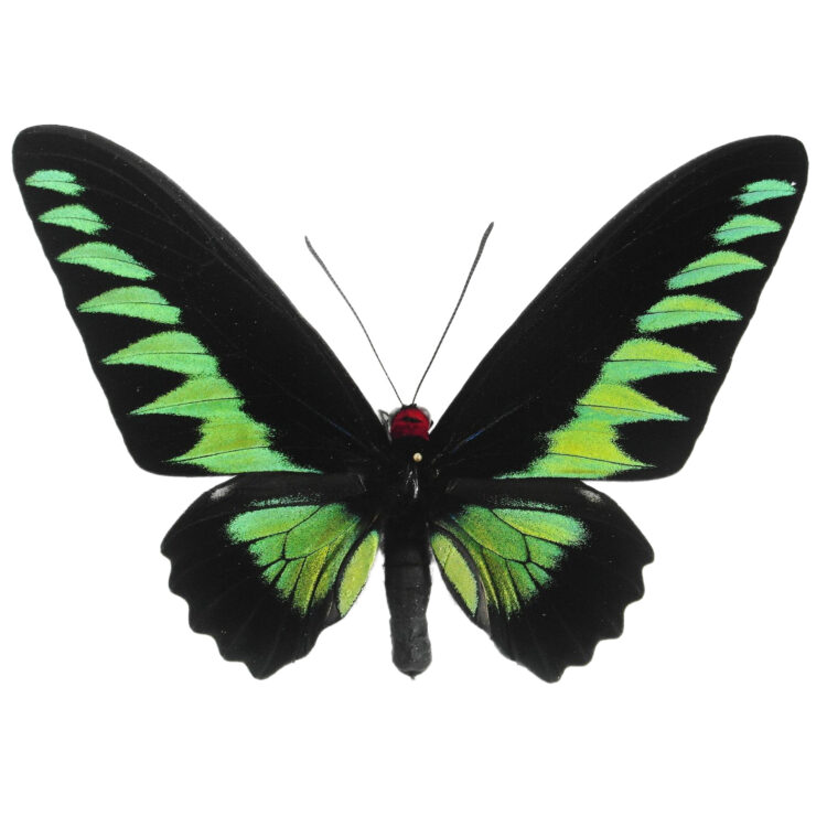 Trogonoptera brookiana MALE "Rajah Brooke's Birdwing" green black butterfly Indonesia