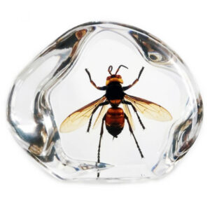 Vespa mandarinia WINGS SPREAD murder hornet resin display
