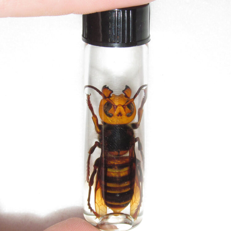 Vespa mandarinia murder hornet wasp wet specimen Japan