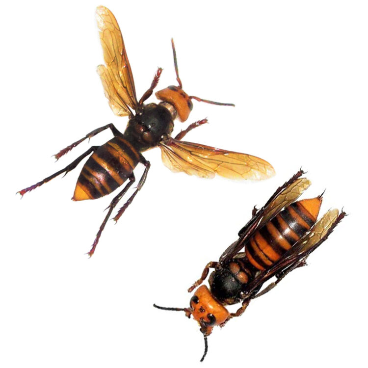 Vespa mandarinia wasp murder hornet WORKER Japan